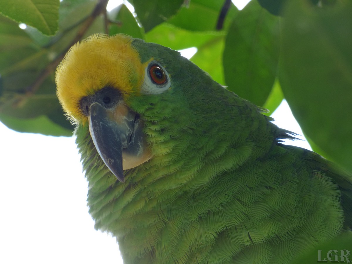 Yellow-crowned Parrot - Luis G Restrepo