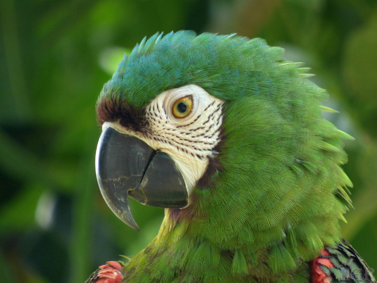 Chestnut-fronted Macaw - Luis G Restrepo