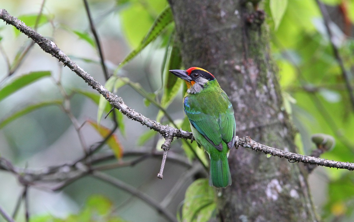 Golden-throated Barbet - Psilopogon franklinii - Birds of the World