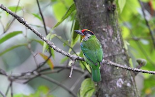  - Golden-throated Barbet