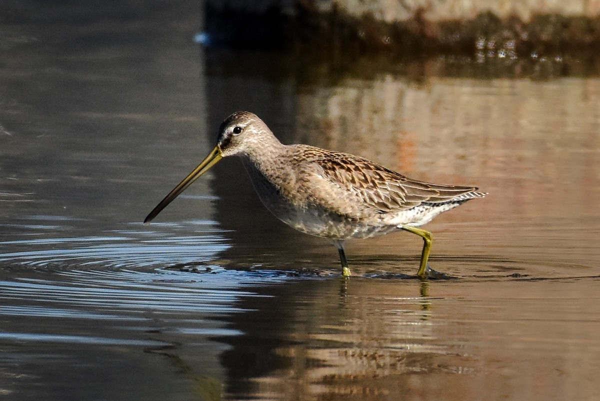 Long-billed Dowitcher - Roger Beardmore