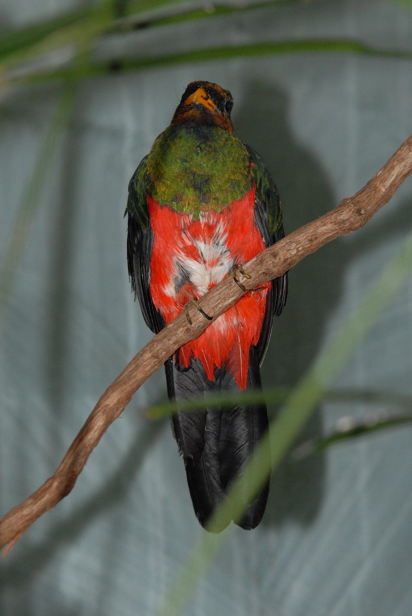 Golden-headed Quetzal - marvin hyett