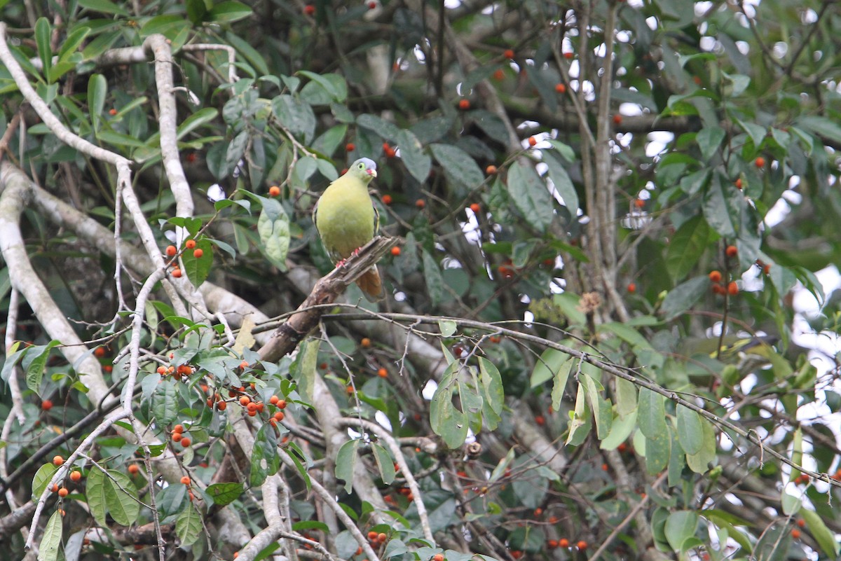 Thick-billed Green-Pigeon - ML70956441