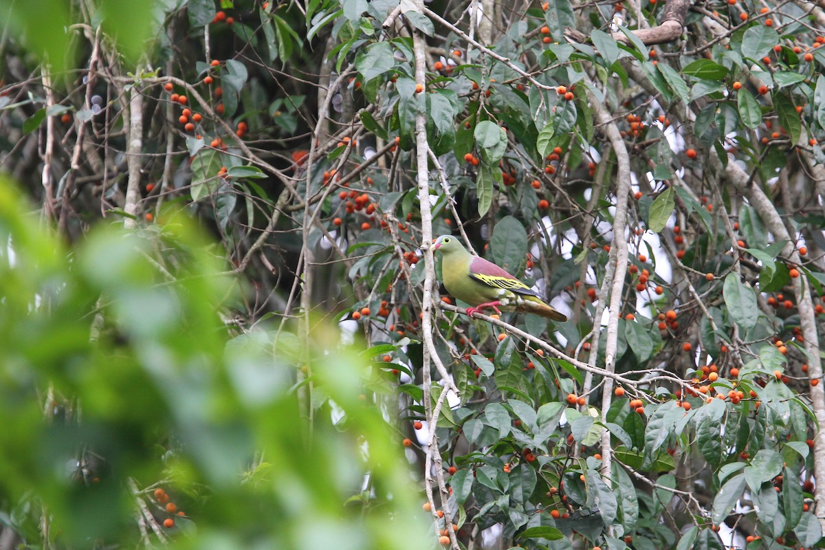 Thick-billed Green-Pigeon - ML70956511