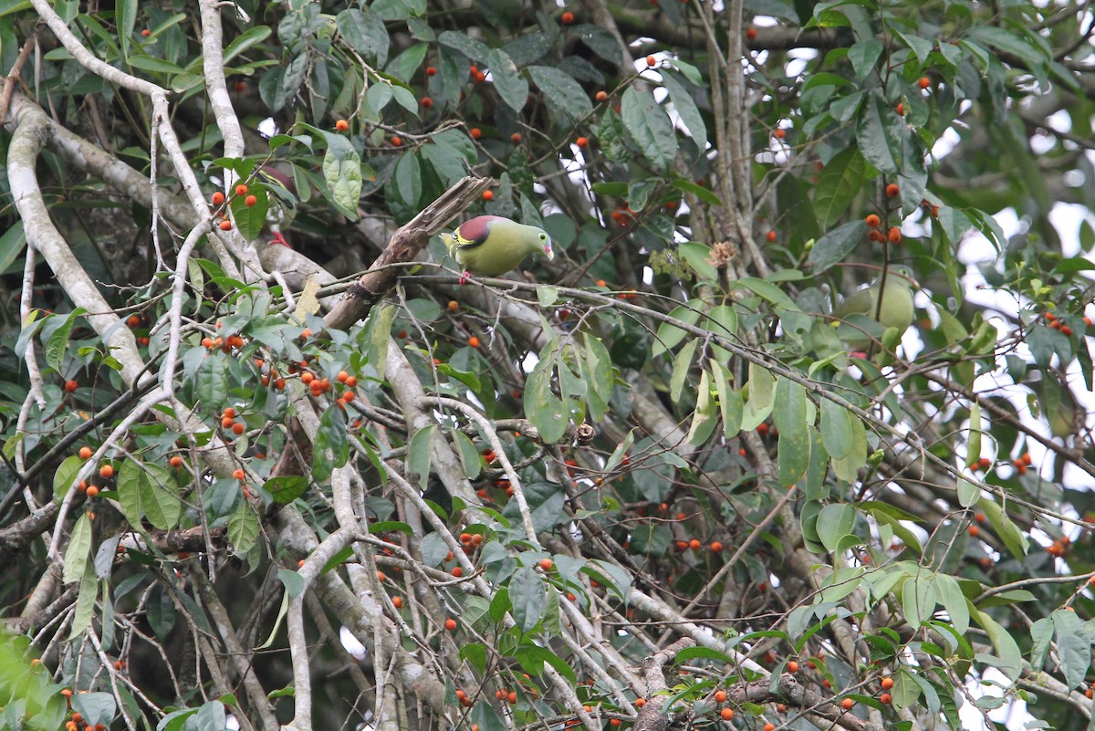Thick-billed Green-Pigeon - ML70956561