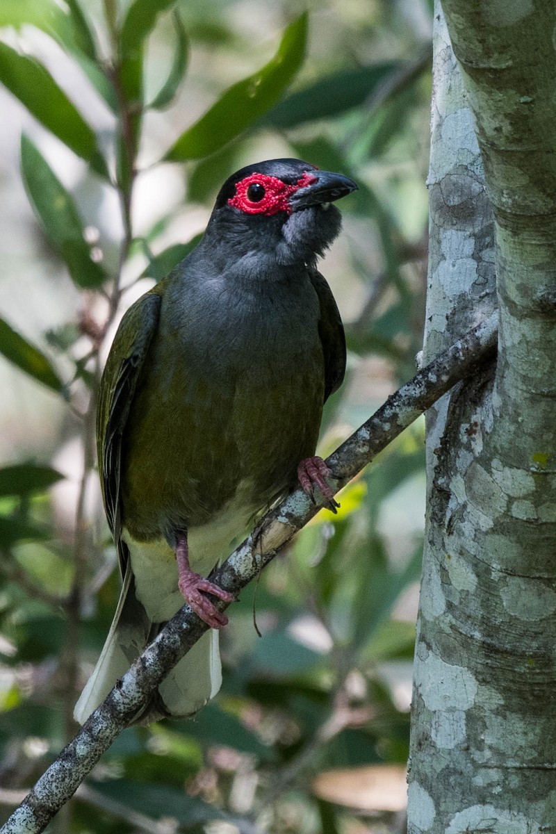 Australasian Figbird - Terence Alexander