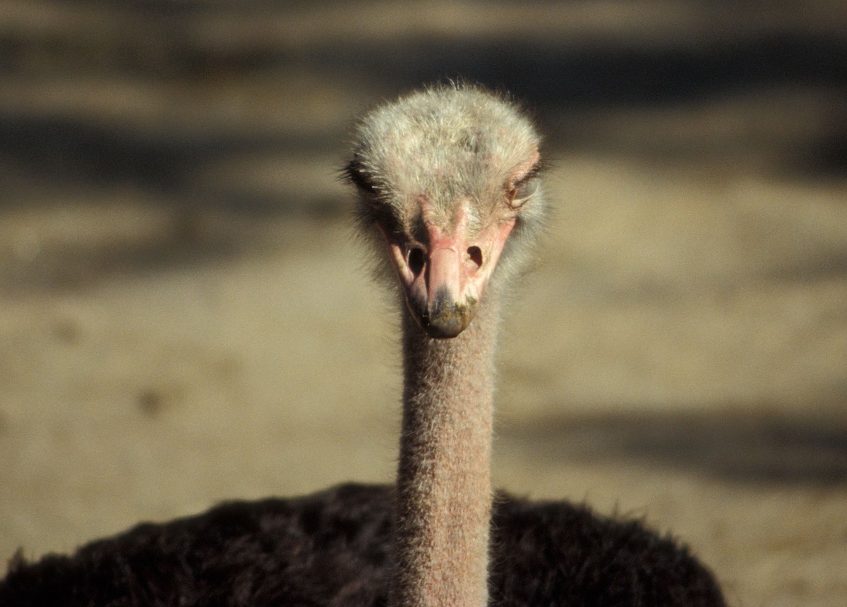 Common Ostrich - marvin hyett