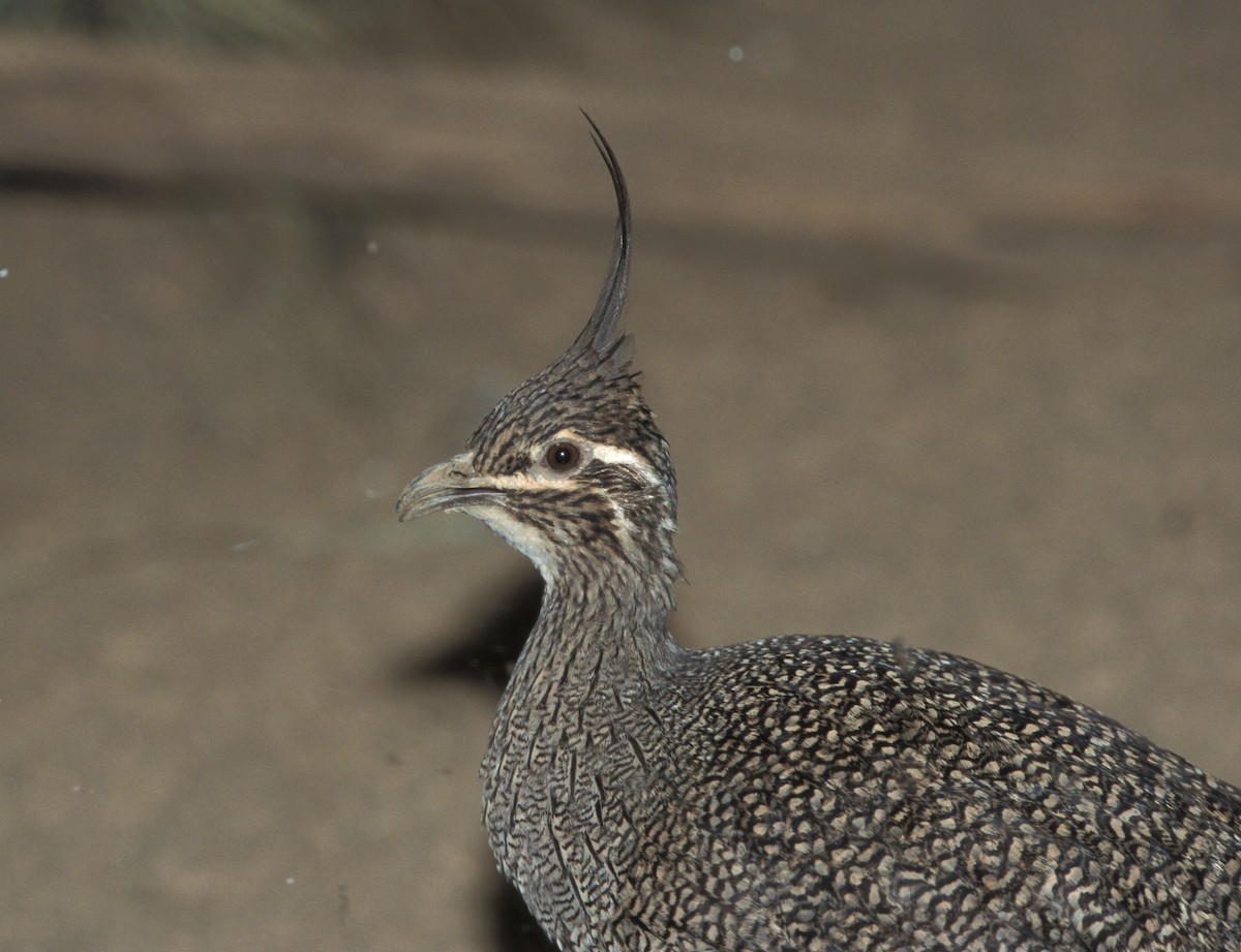 Elegant Crested-Tinamou - marvin hyett