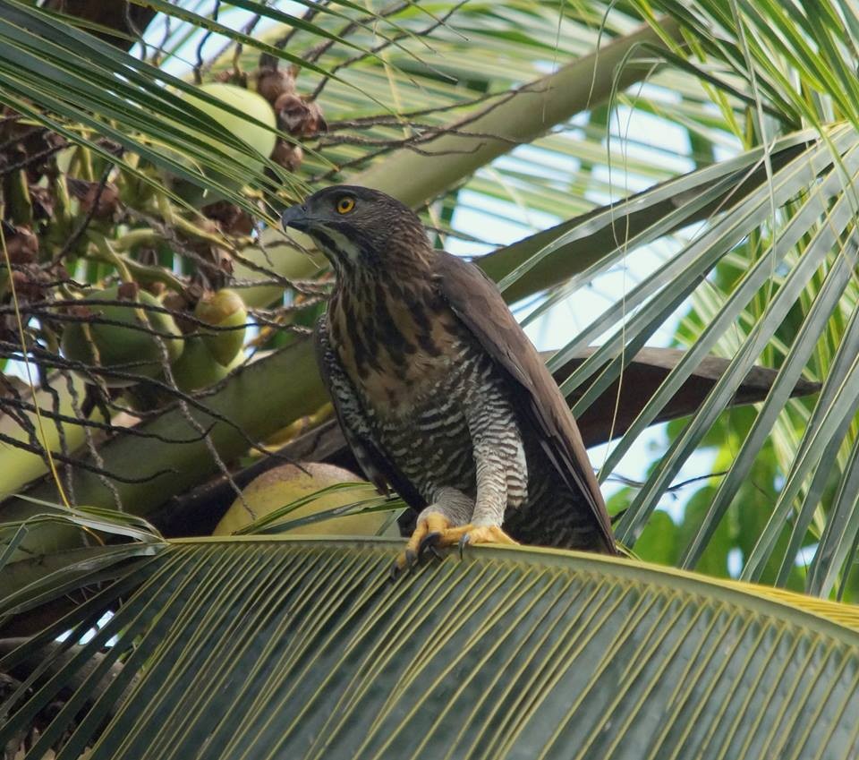 Sulawesi Hawk-Eagle - ML709580