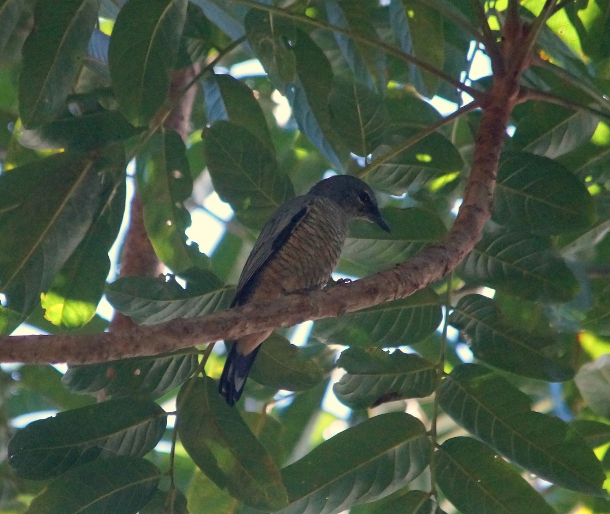 Sulawesi Cicadabird - ML709584