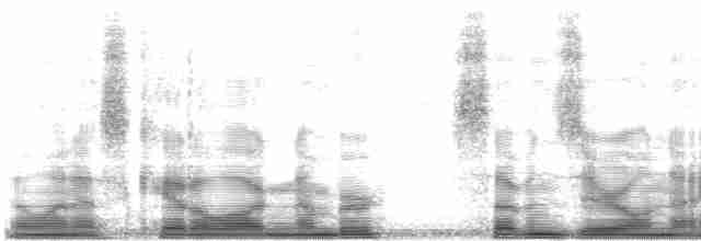 Gözlüklü Yerçavuşu (lizanoi) - ML7096