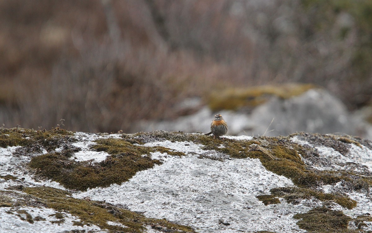 Rufous-breasted Accentor - Christoph Moning