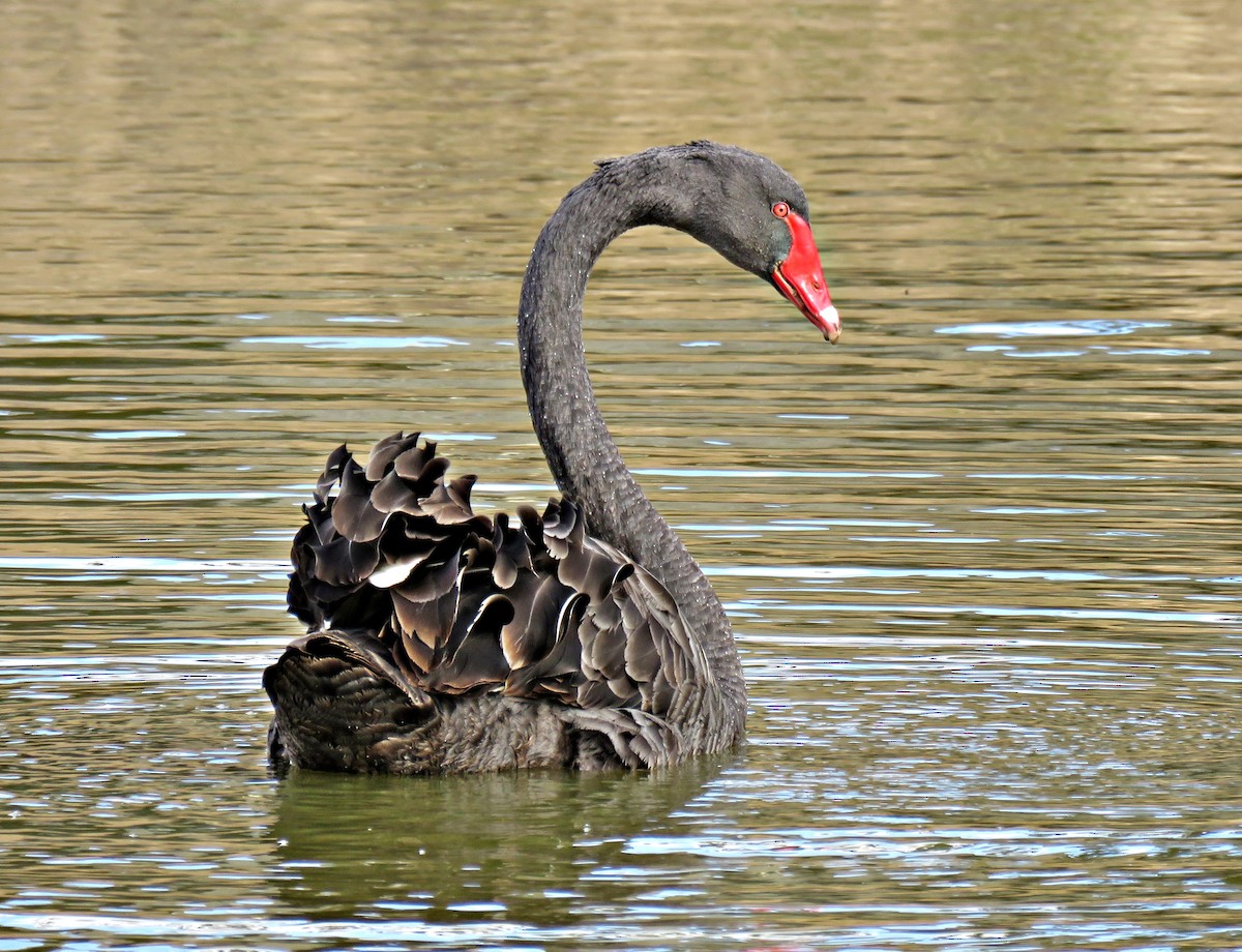 Black Swan - martin achtman