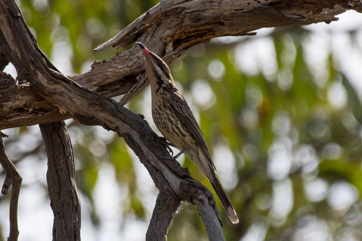 Spiny-cheeked Honeyeater - Terence Alexander