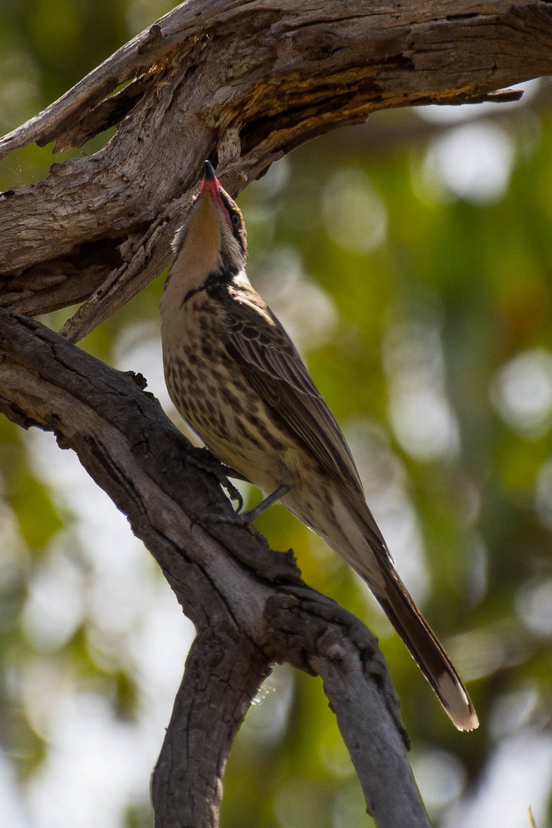 Spiny-cheeked Honeyeater - Terence Alexander