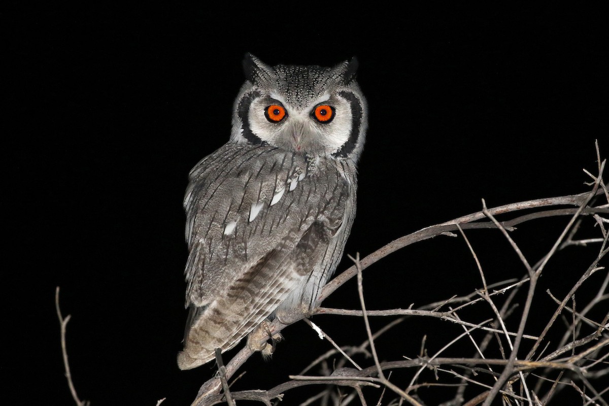 Southern White-faced Owl - Charley Hesse TROPICAL BIRDING