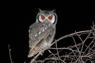  - Southern White-faced Owl