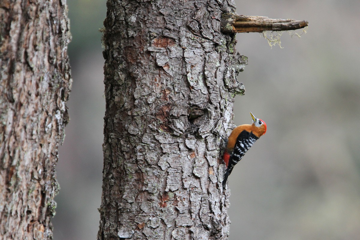 Rufous-bellied Woodpecker - ML70962971