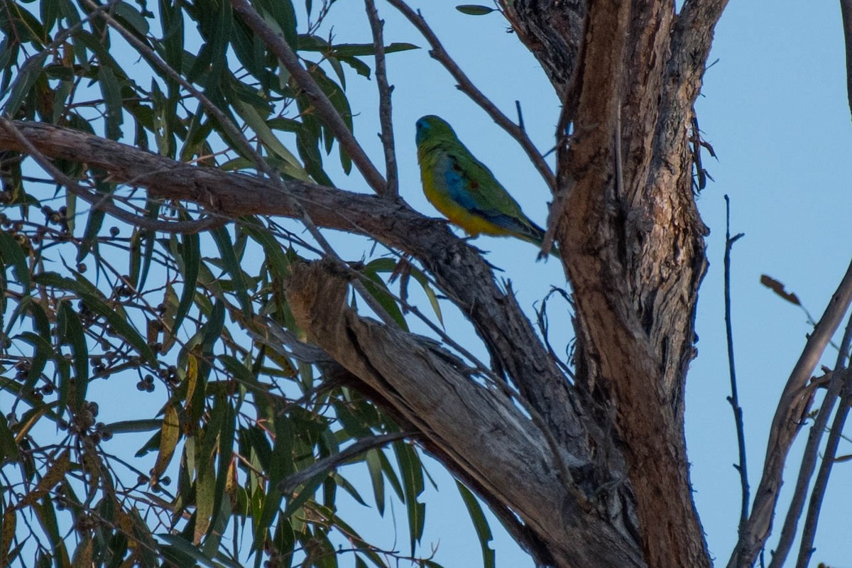 Turquoise Parrot - ML70963031