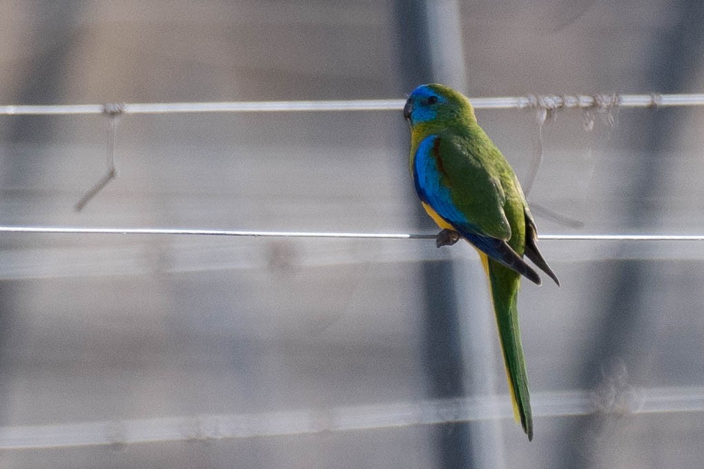 Turquoise Parrot - Terence Alexander