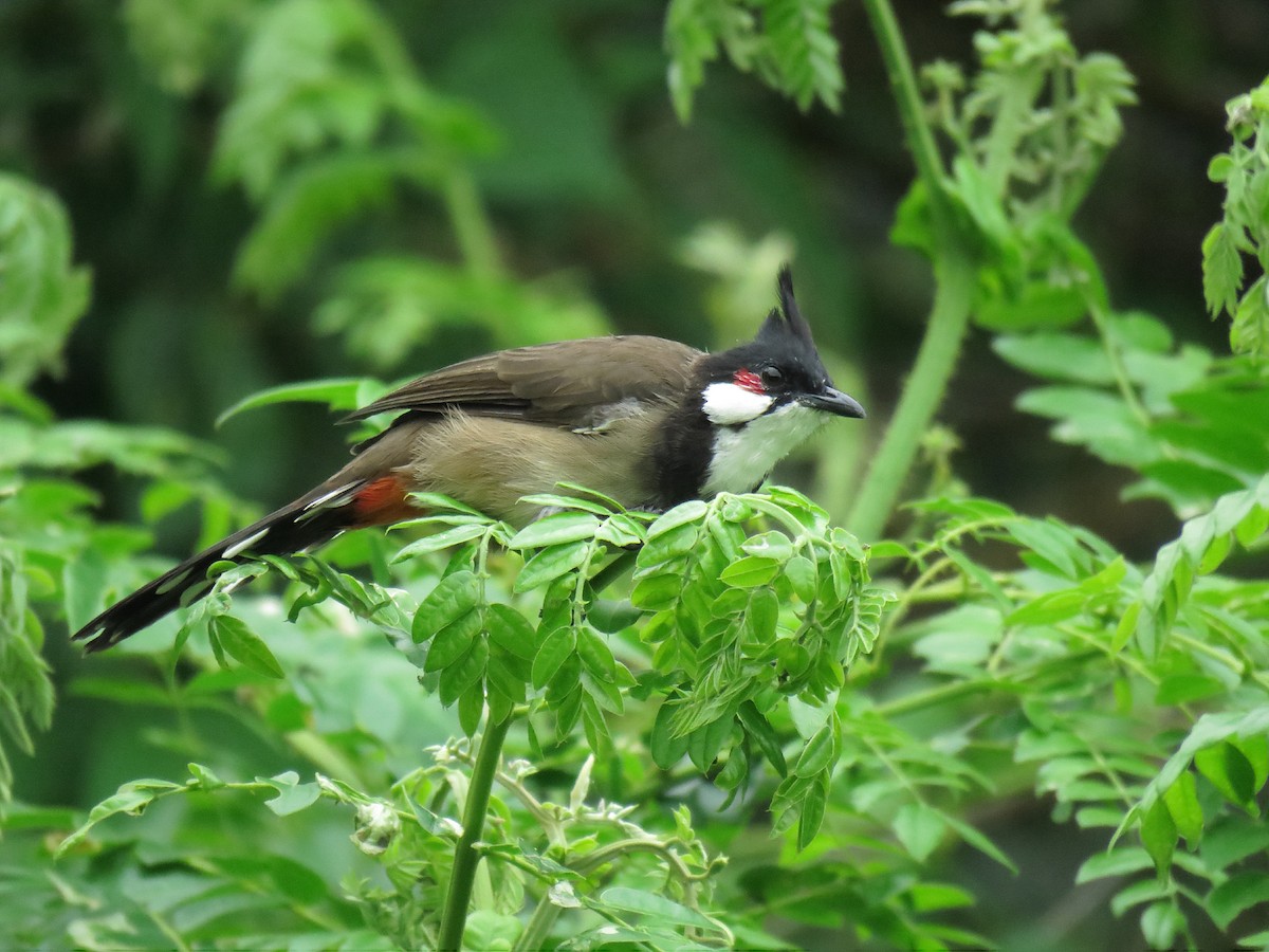 Red-whiskered Bulbul - Nick Smith