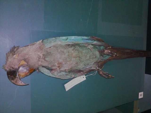 Arara Glauca Básica Definitiva. ML709638