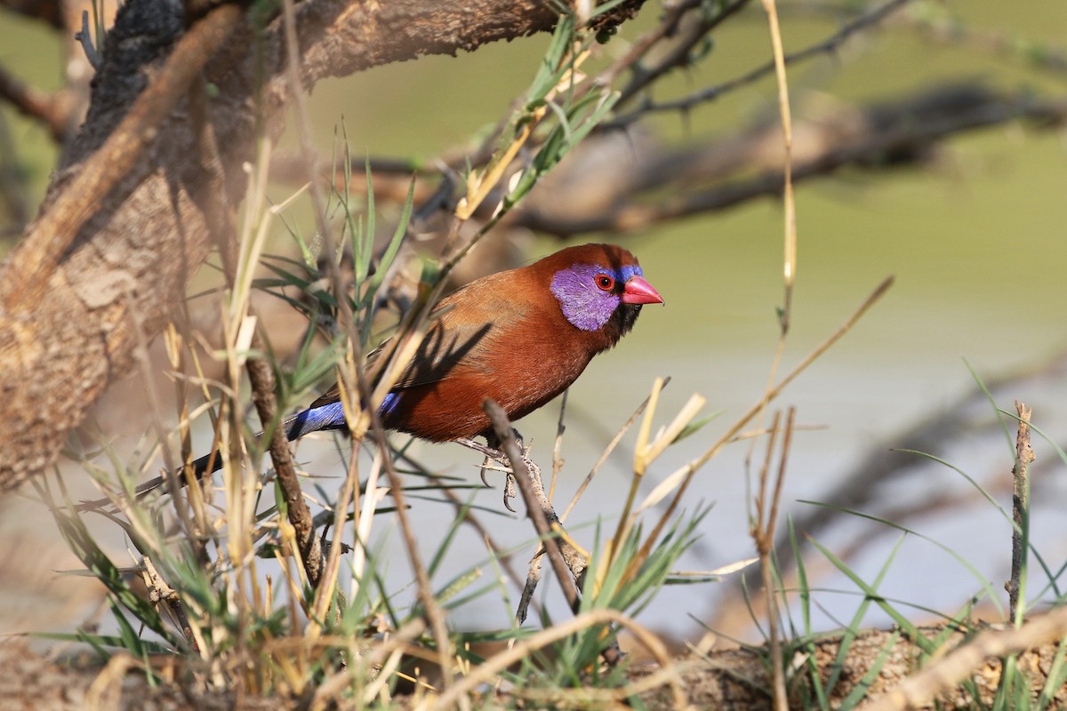 Violet-eared Waxbill - Granatina granatina - Birds of the World