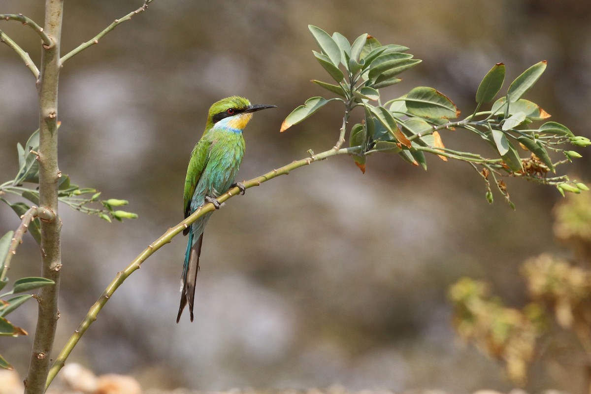 Swallow-tailed Bee-eater - Charley Hesse TROPICAL BIRDING