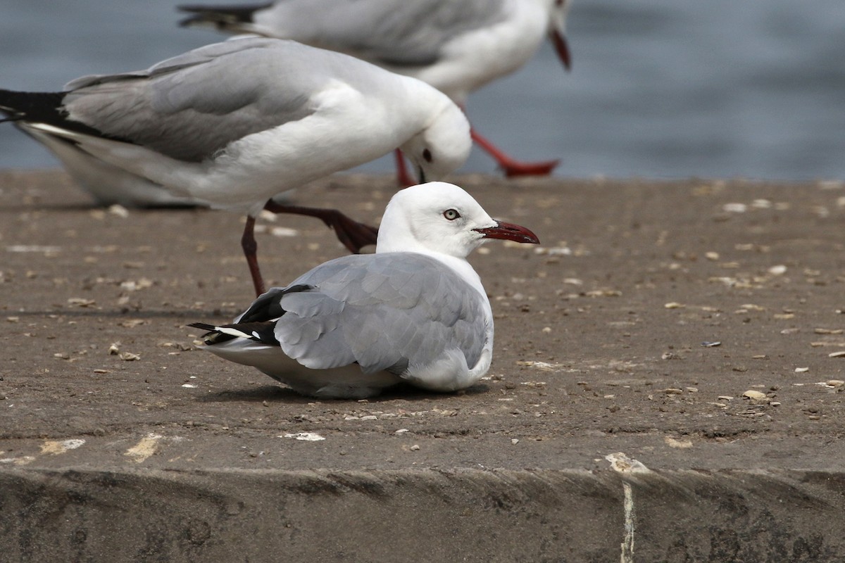 Gray-hooded Gull - Charley Hesse TROPICAL BIRDING