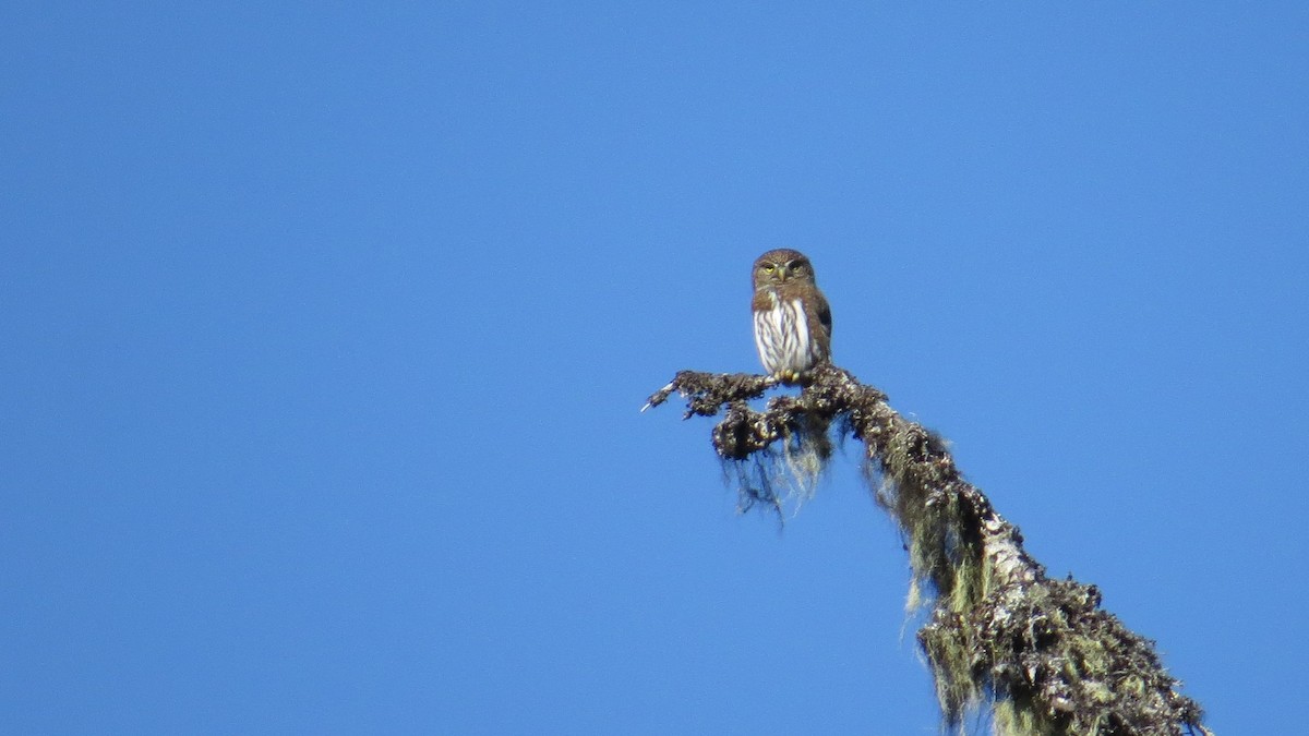 Northern Pygmy-Owl - ML70964781