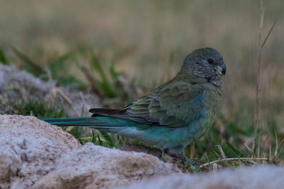 Red-rumped Parrot - Terence Alexander