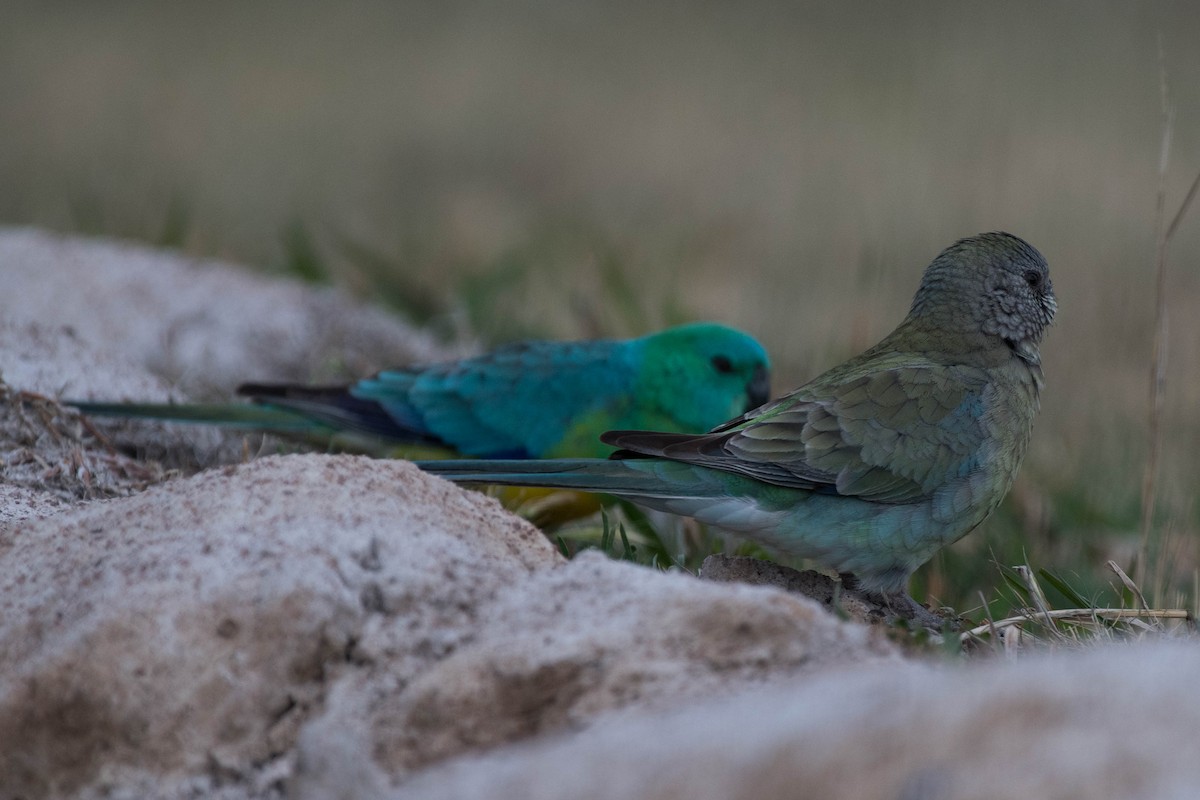 Red-rumped Parrot - Terence Alexander