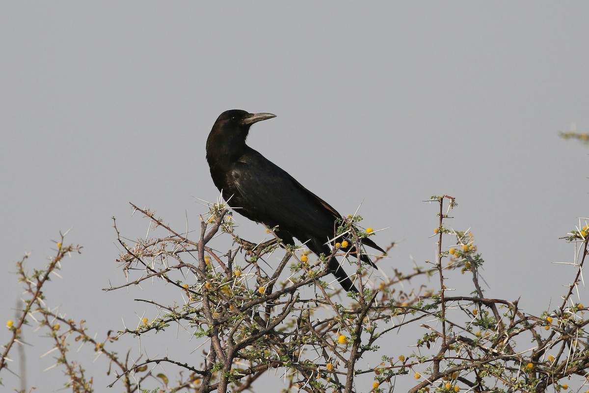 Cape Crow - Charley Hesse TROPICAL BIRDING
