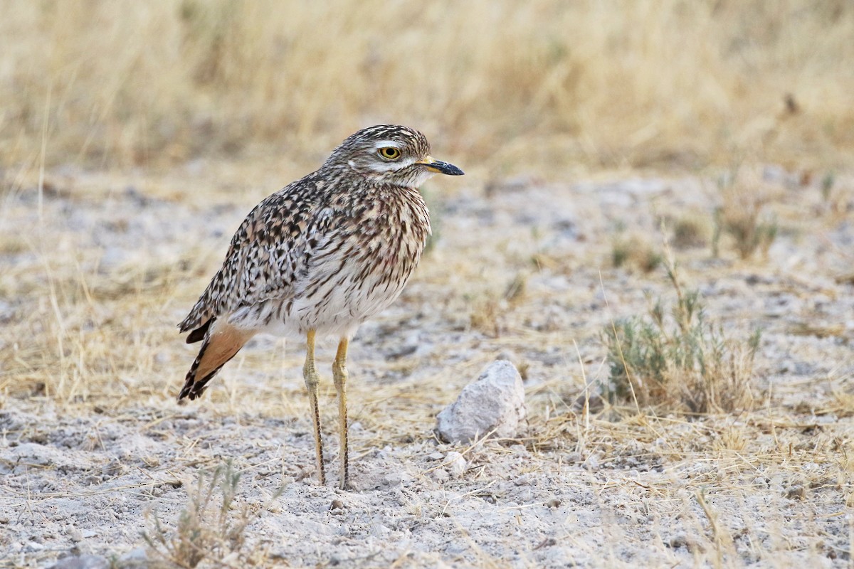 Spotted Thick-knee - Charley Hesse TROPICAL BIRDING