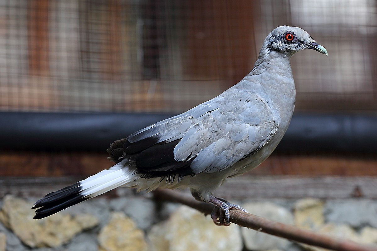 Silvery Wood-Pigeon - Bjorn Svensson