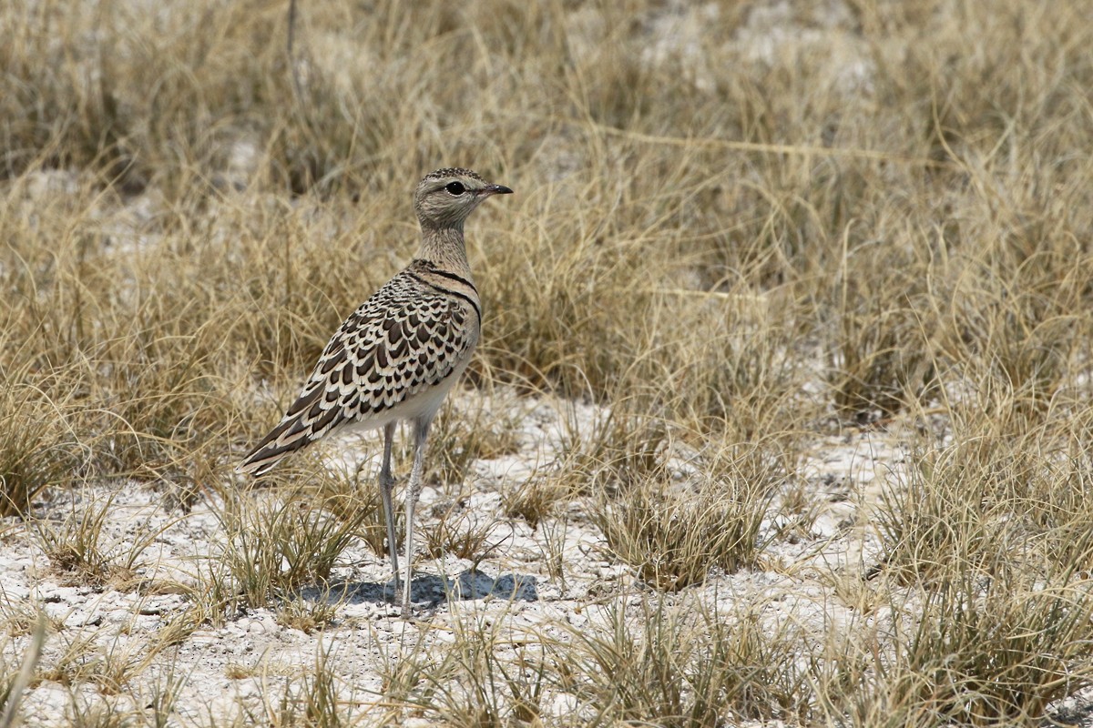 Double-banded Courser - ML70966641