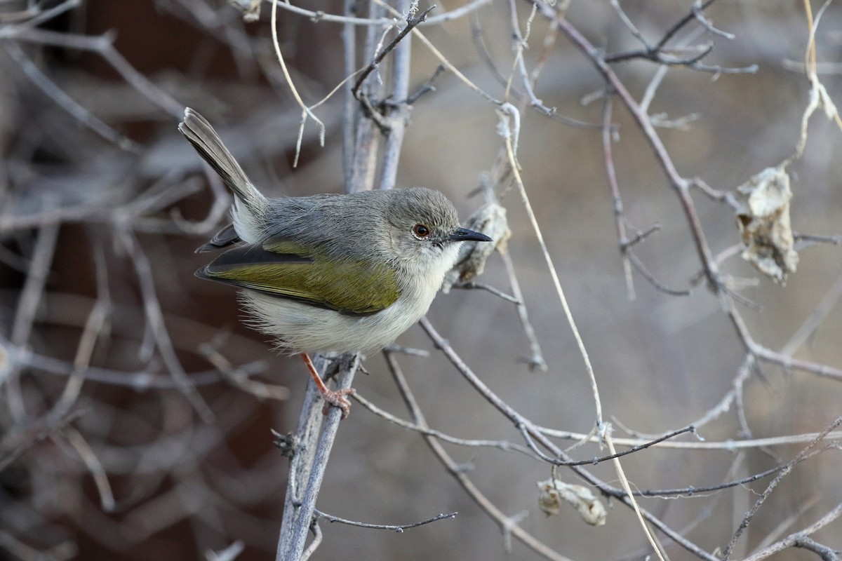 Green-backed Camaroptera (Gray-backed) - Charley Hesse TROPICAL BIRDING