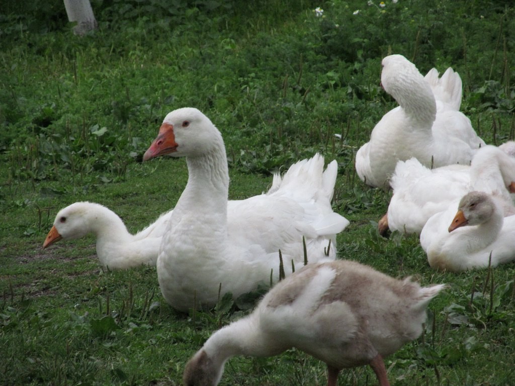Graylag Goose (Domestic type) - Ruslan Mazuryk