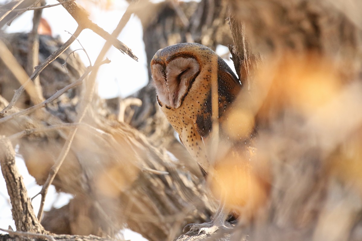 Barn Owl - Charley Hesse TROPICAL BIRDING