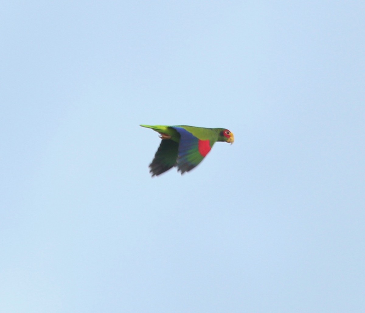 Yellow-lored Parrot - ML70966971