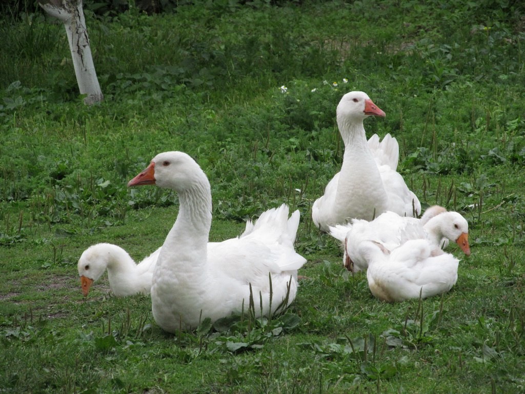 Graylag Goose (Domestic type) - Ruslan Mazuryk
