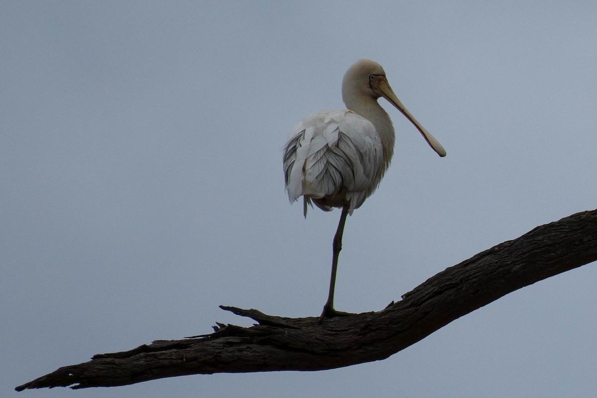 Yellow-billed Spoonbill - Terence Alexander