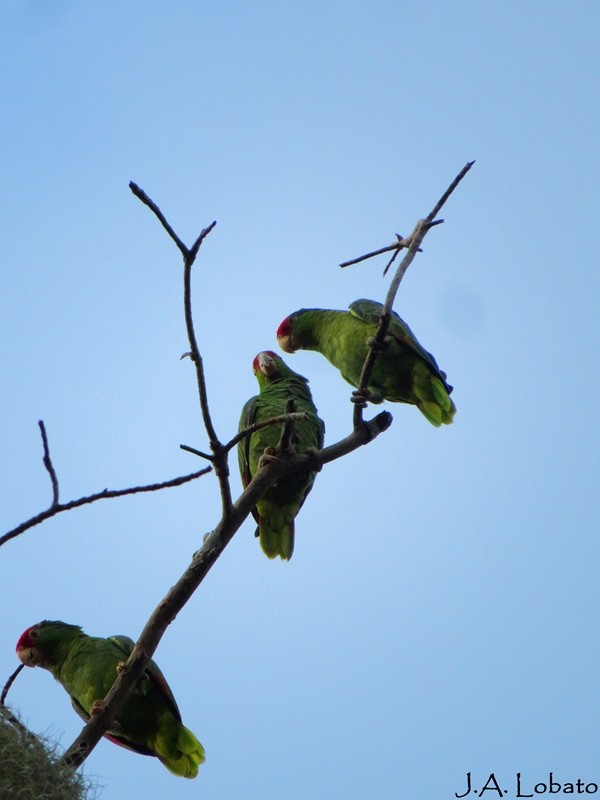 Red-crowned Parrot - ML709675