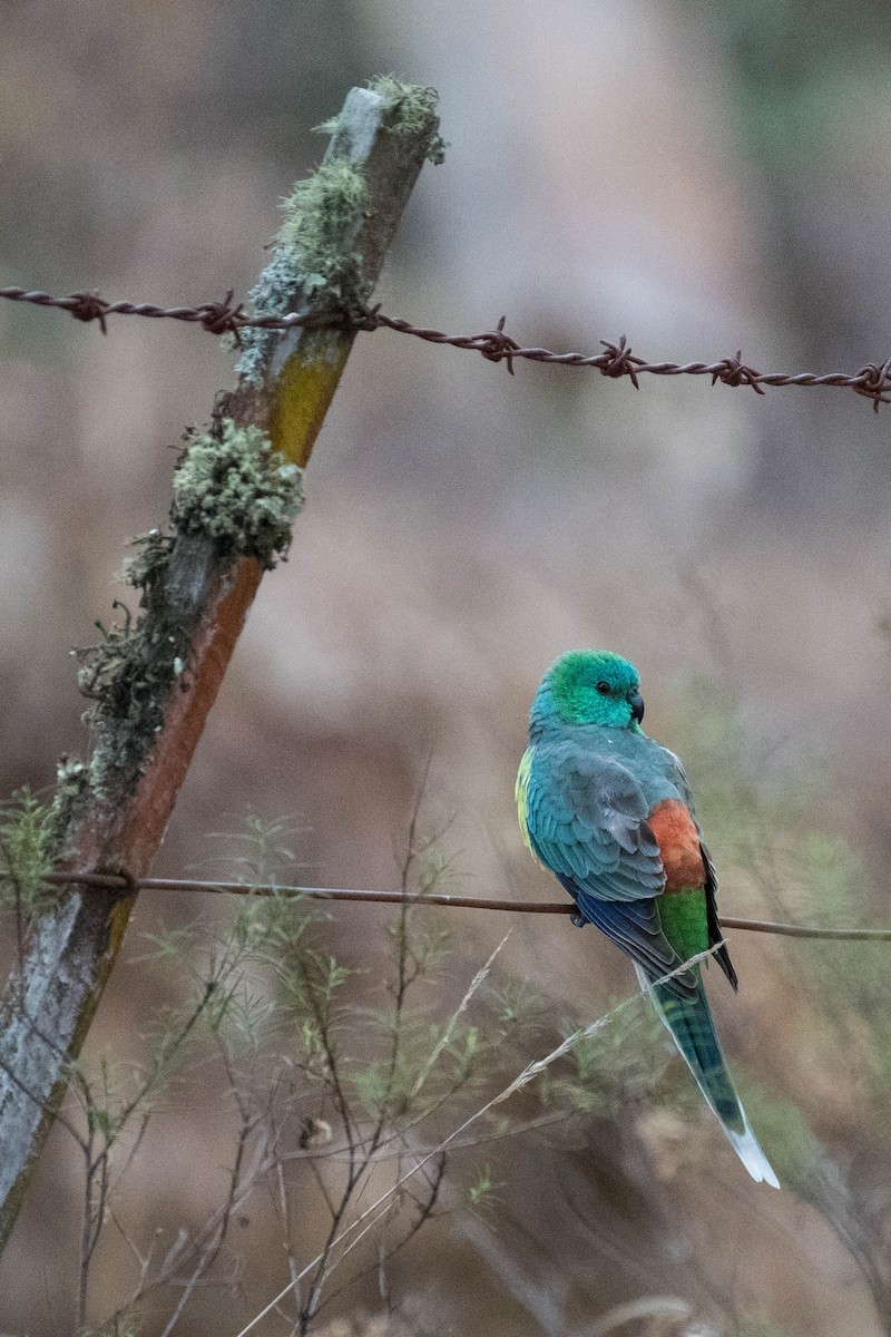 Red-rumped Parrot - ML70967661