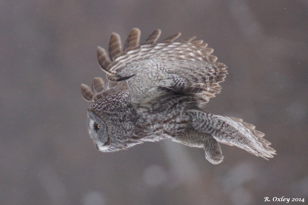 Great Gray Owl - Robin Oxley 🦉
