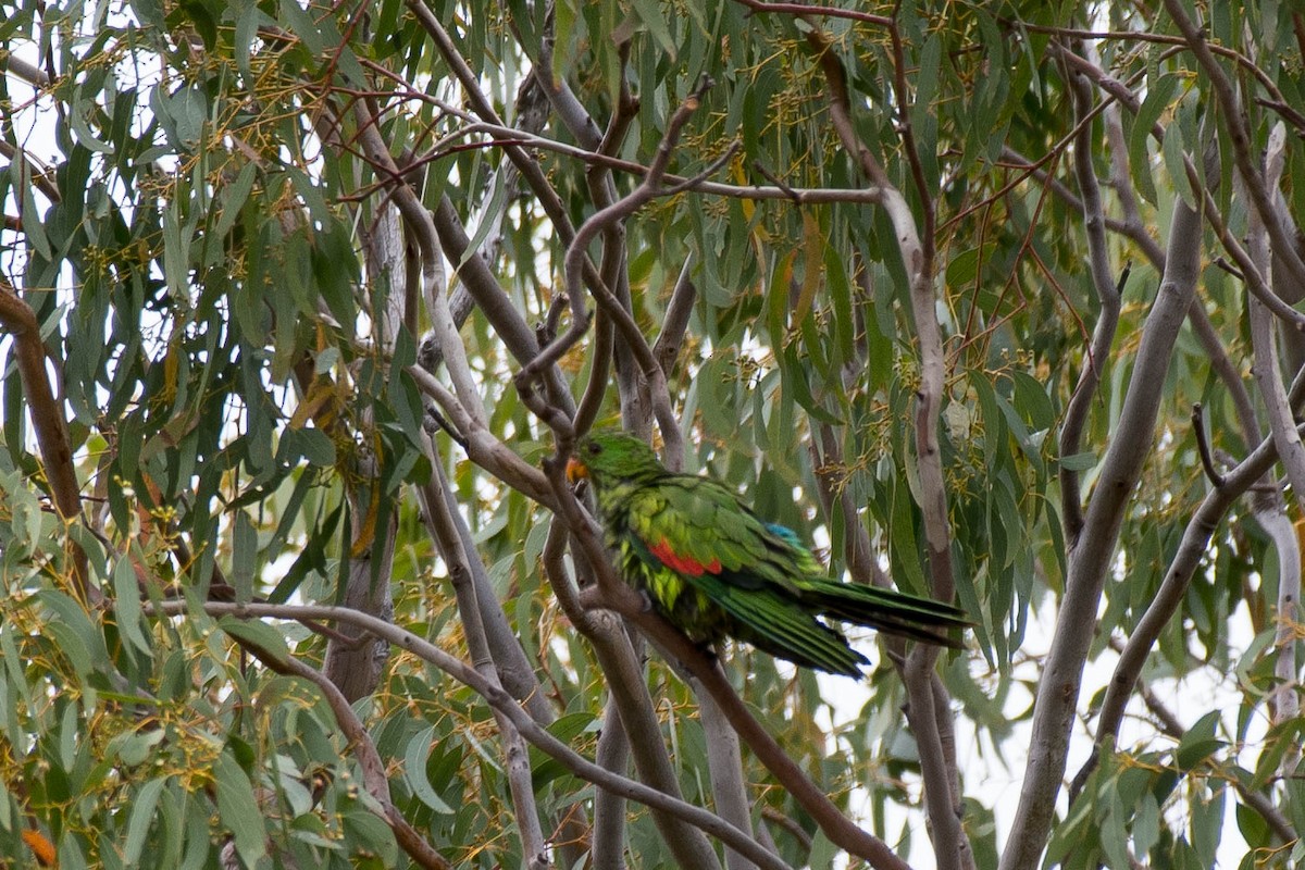 Red-winged Parrot - Terence Alexander