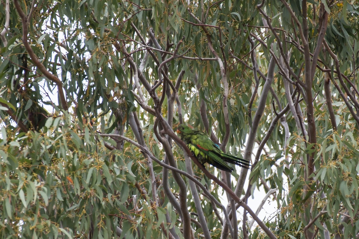 Red-winged Parrot - ML70967881