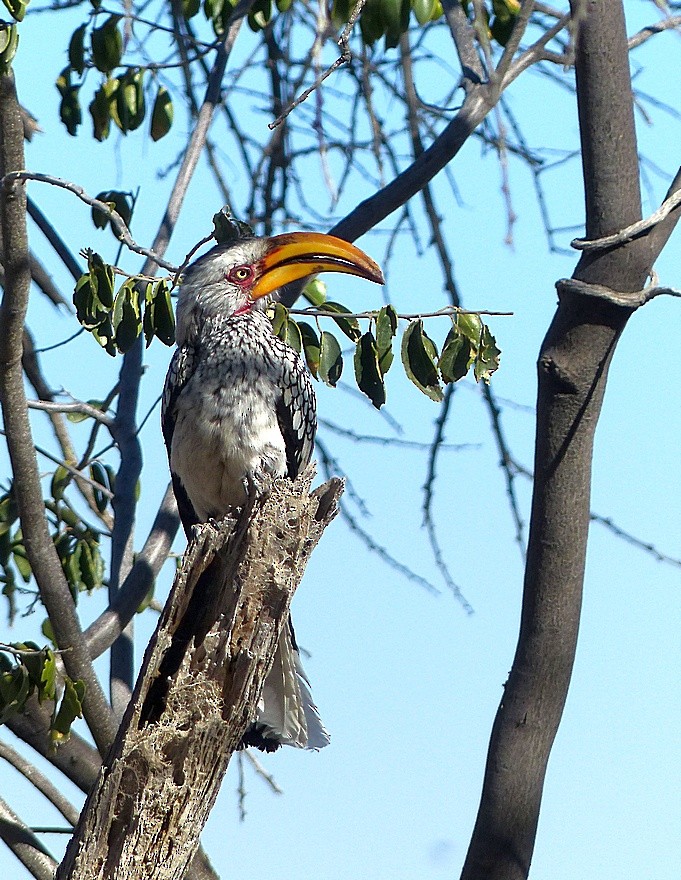 Southern Yellow-billed Hornbill - Sharon Kennedy