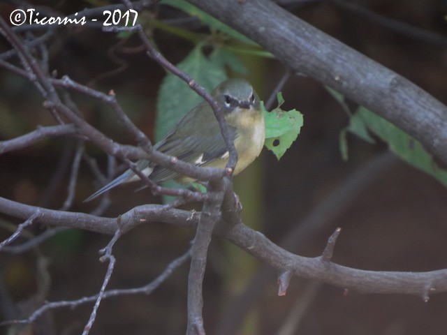 Black-throated Blue Warbler - ML70971201