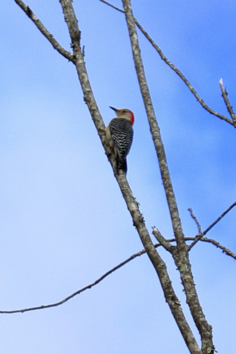 Red-bellied Woodpecker - ML70971261